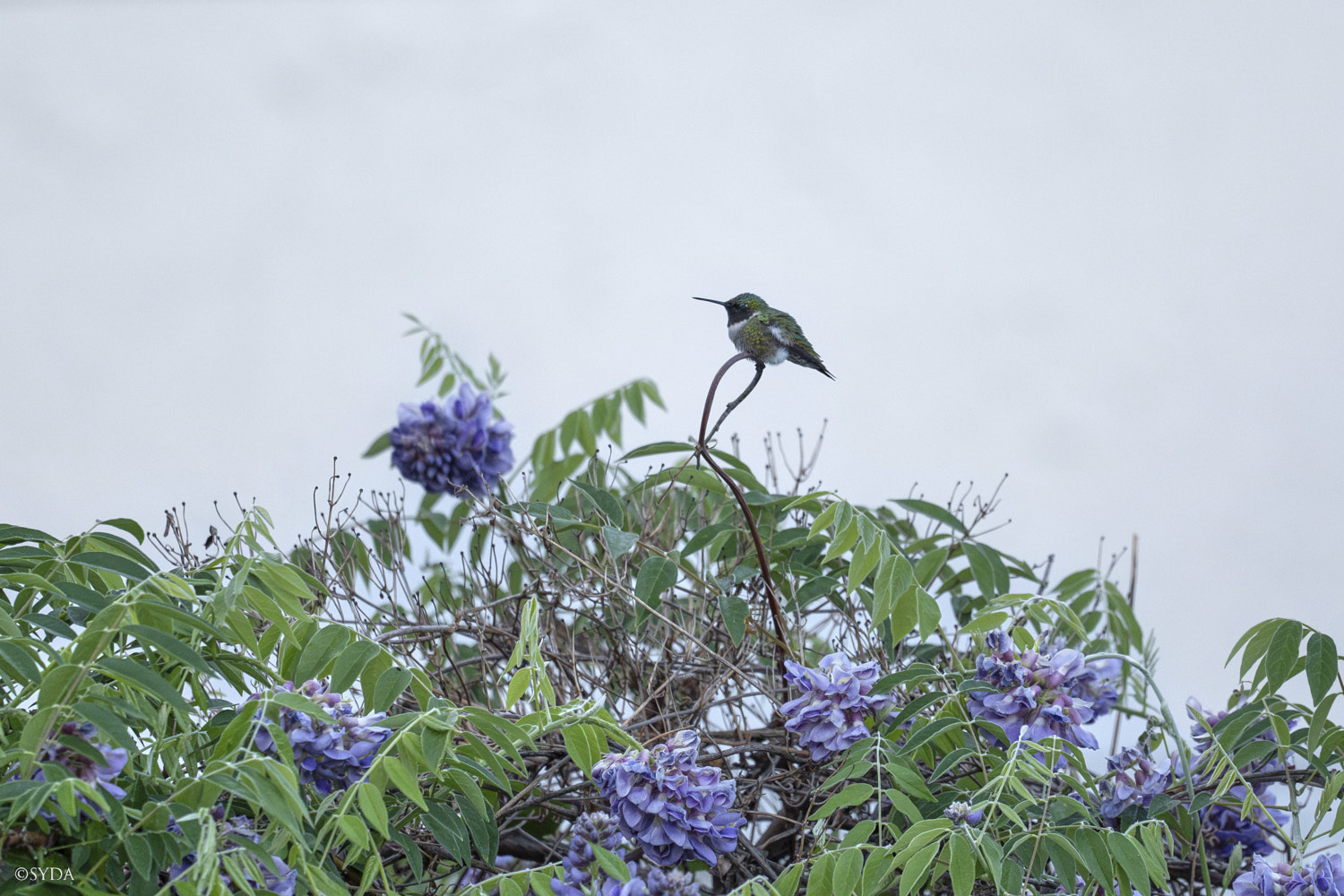 Nature Image