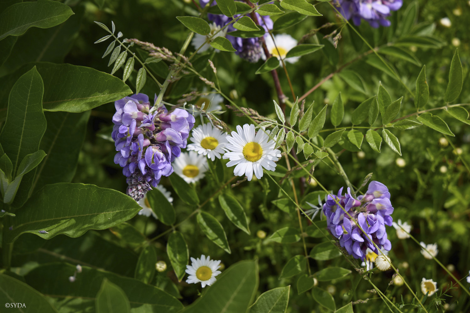 Nature Image