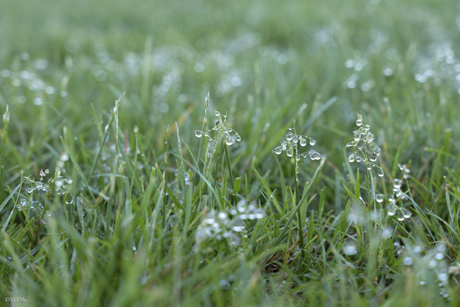 Nature Image
