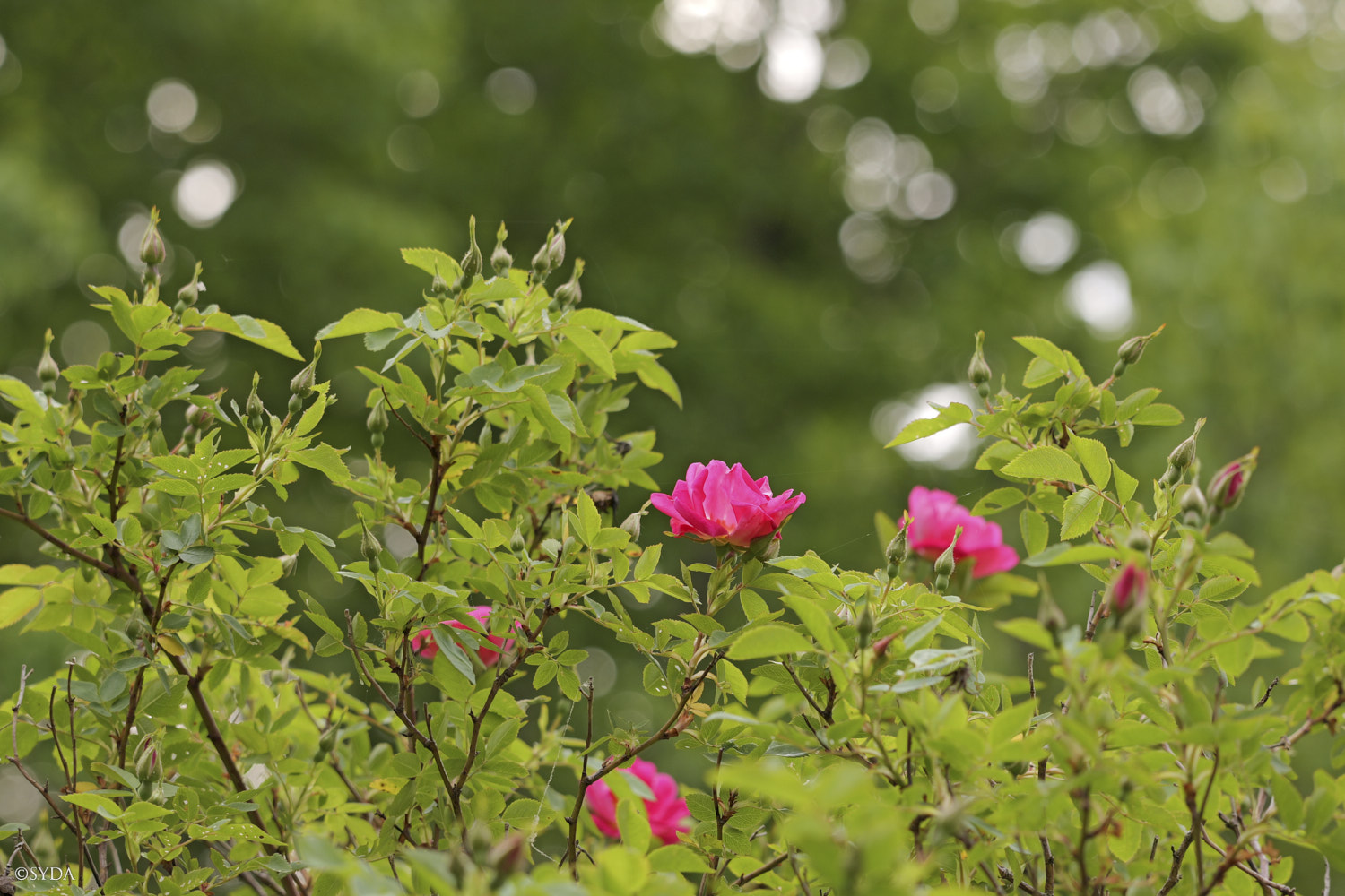 Nature Image