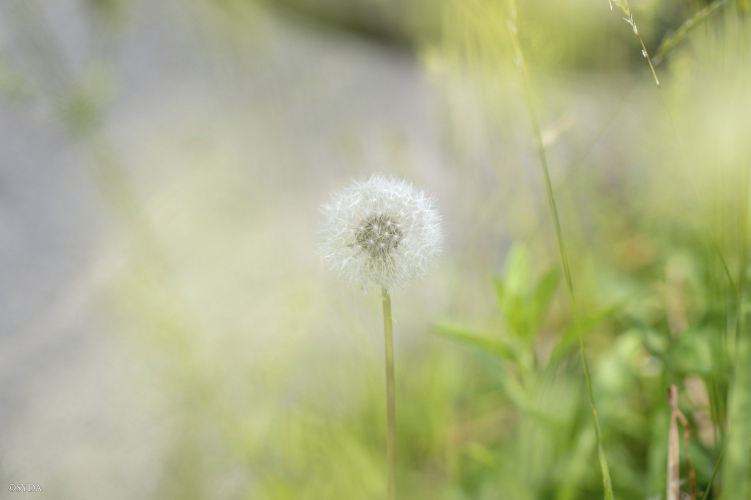 Nature Image