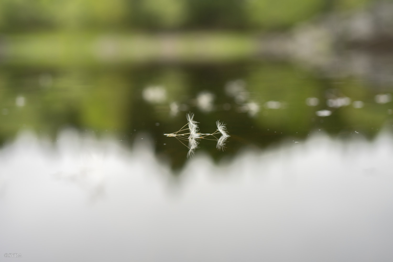 Nature Image