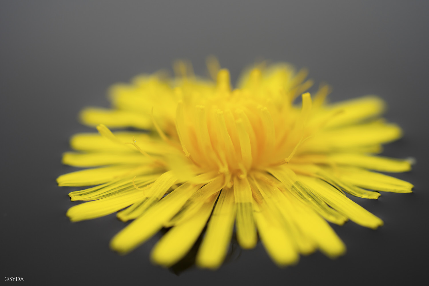 Nature Image