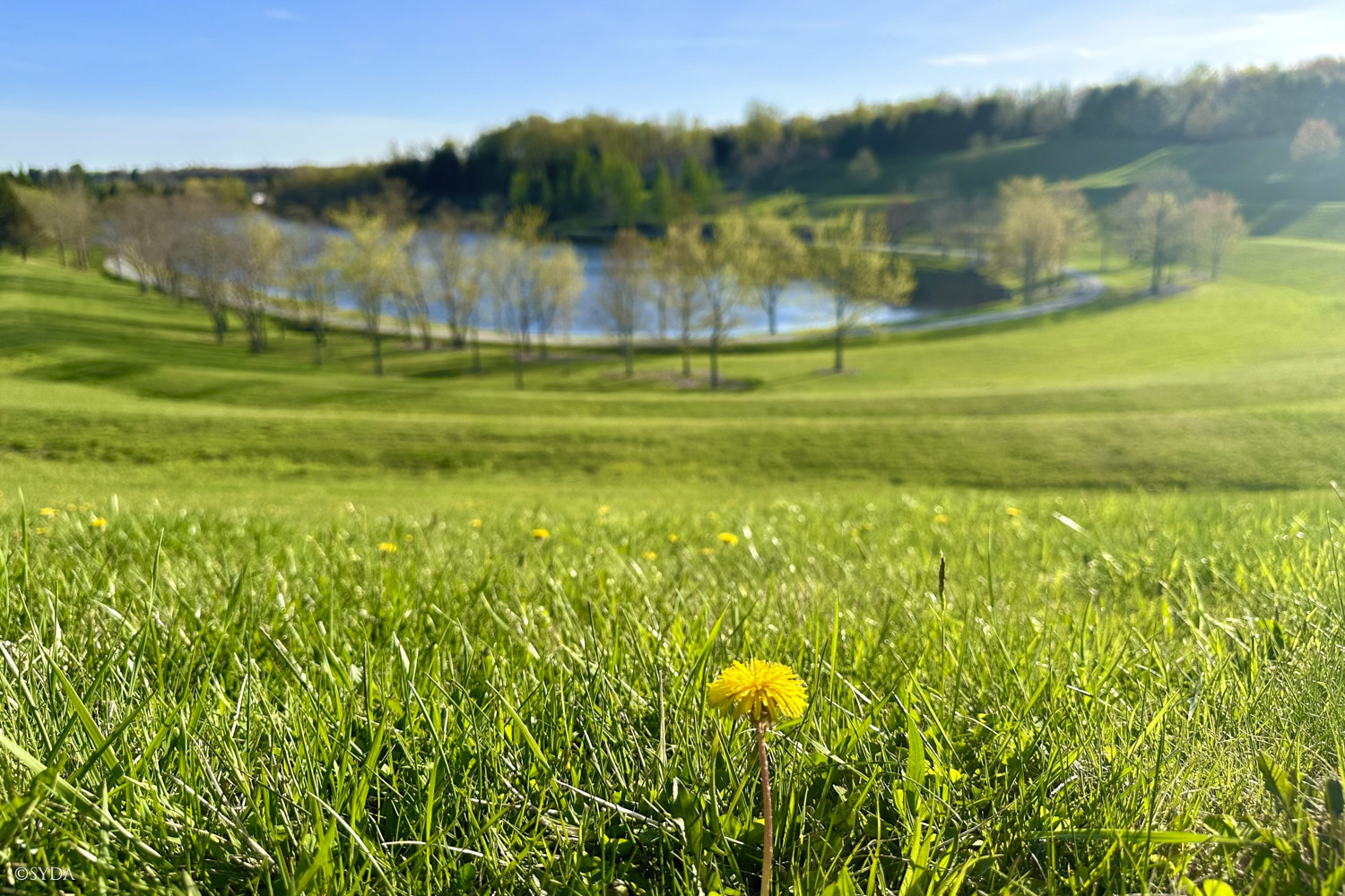 Nature Image