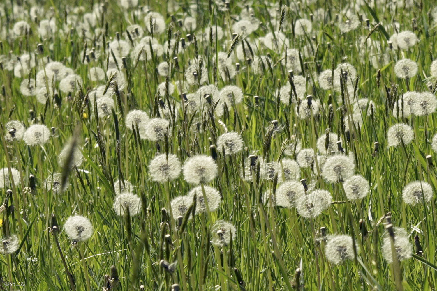 Nature Image