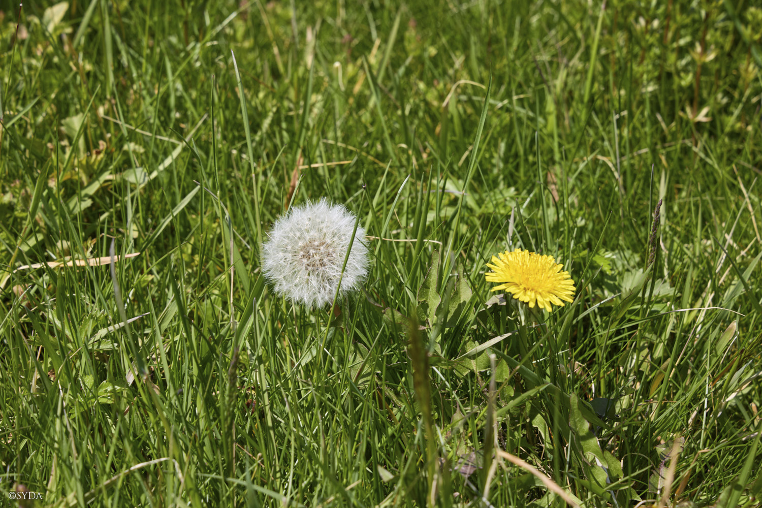 Nature Image