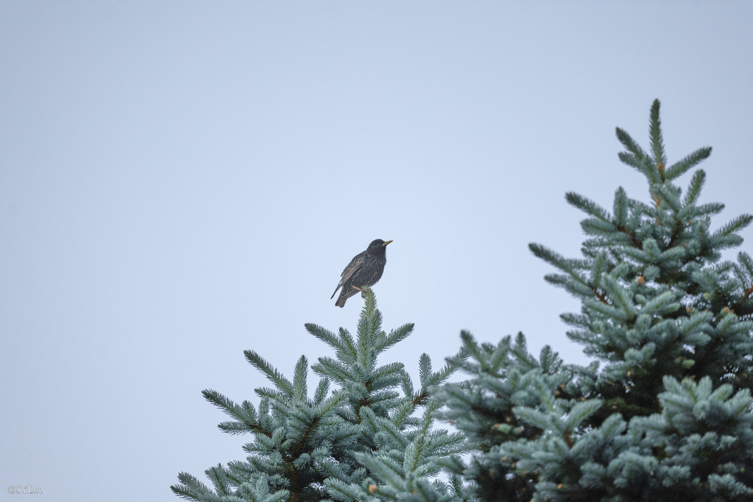 Nature Image