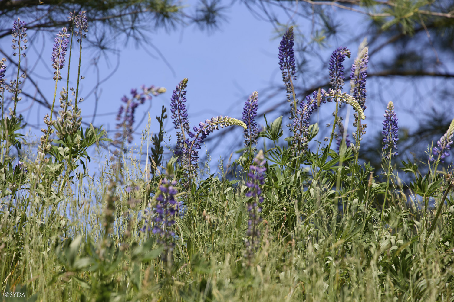 Nature Image