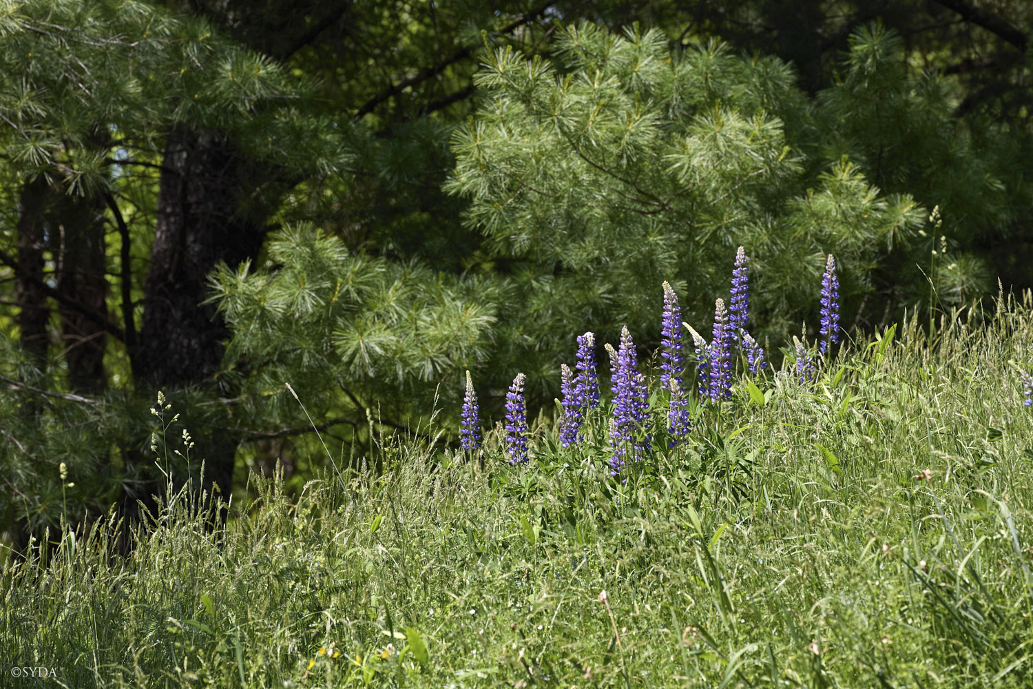 Nature Image