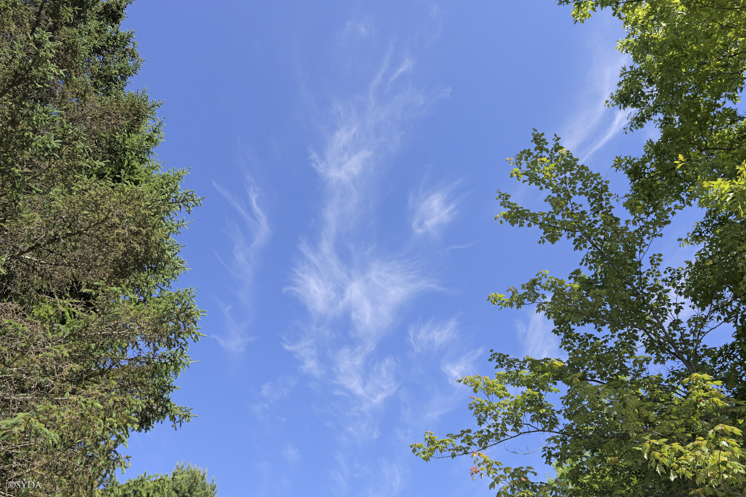 Nature Image