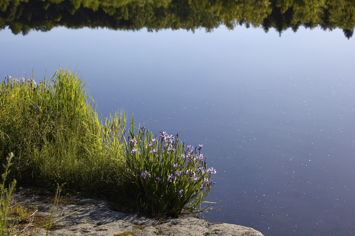 Nature Image