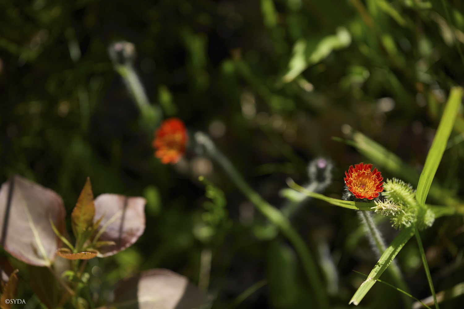 Nature Image
