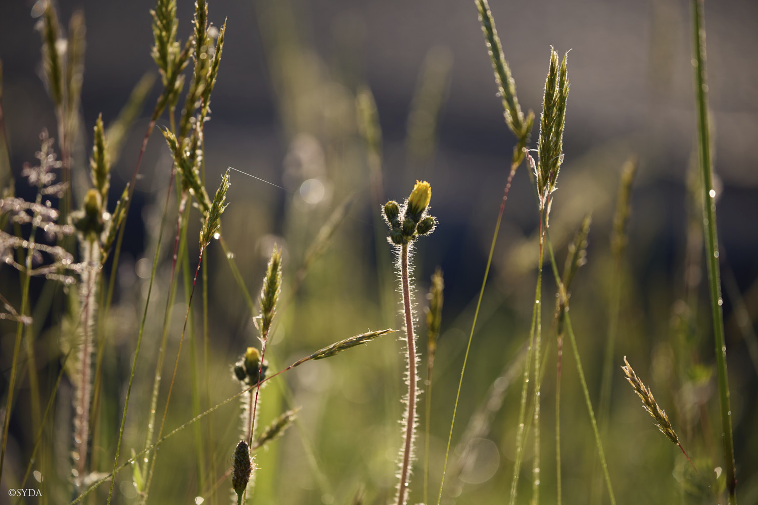 Nature Image