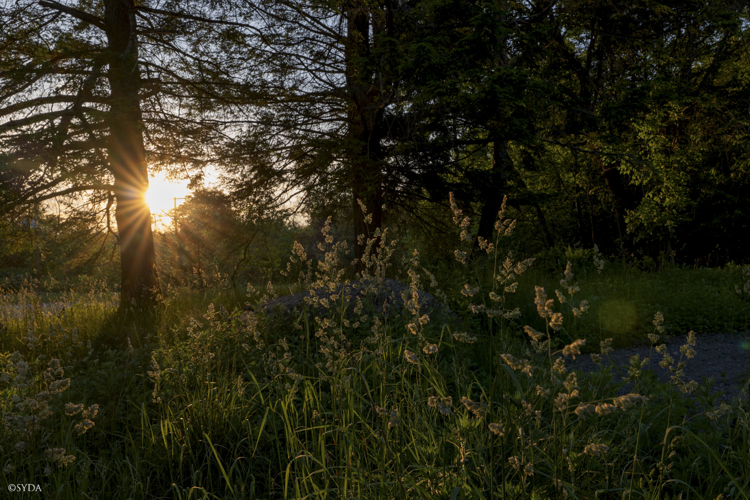 Nature Image