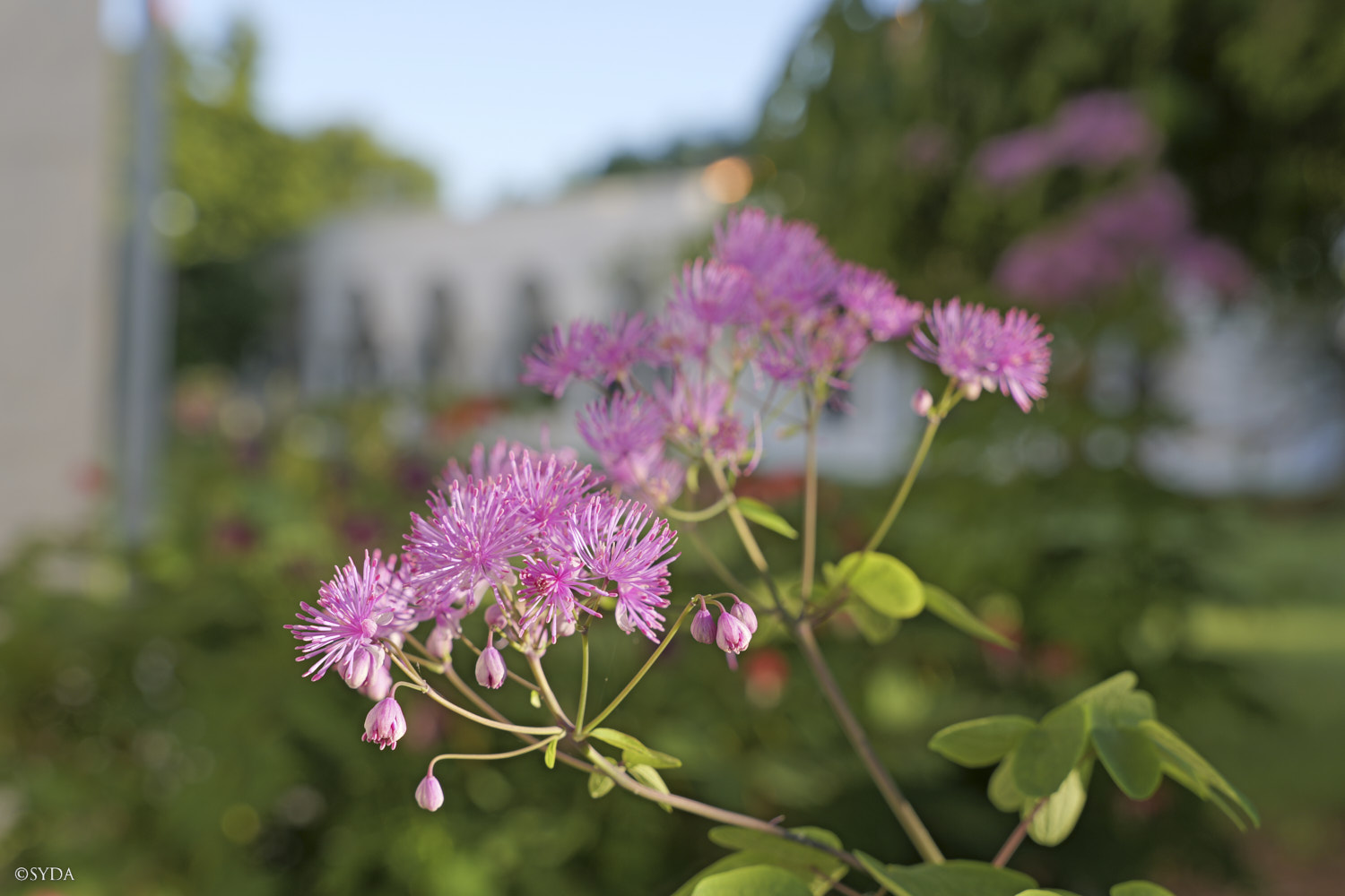 Nature Image