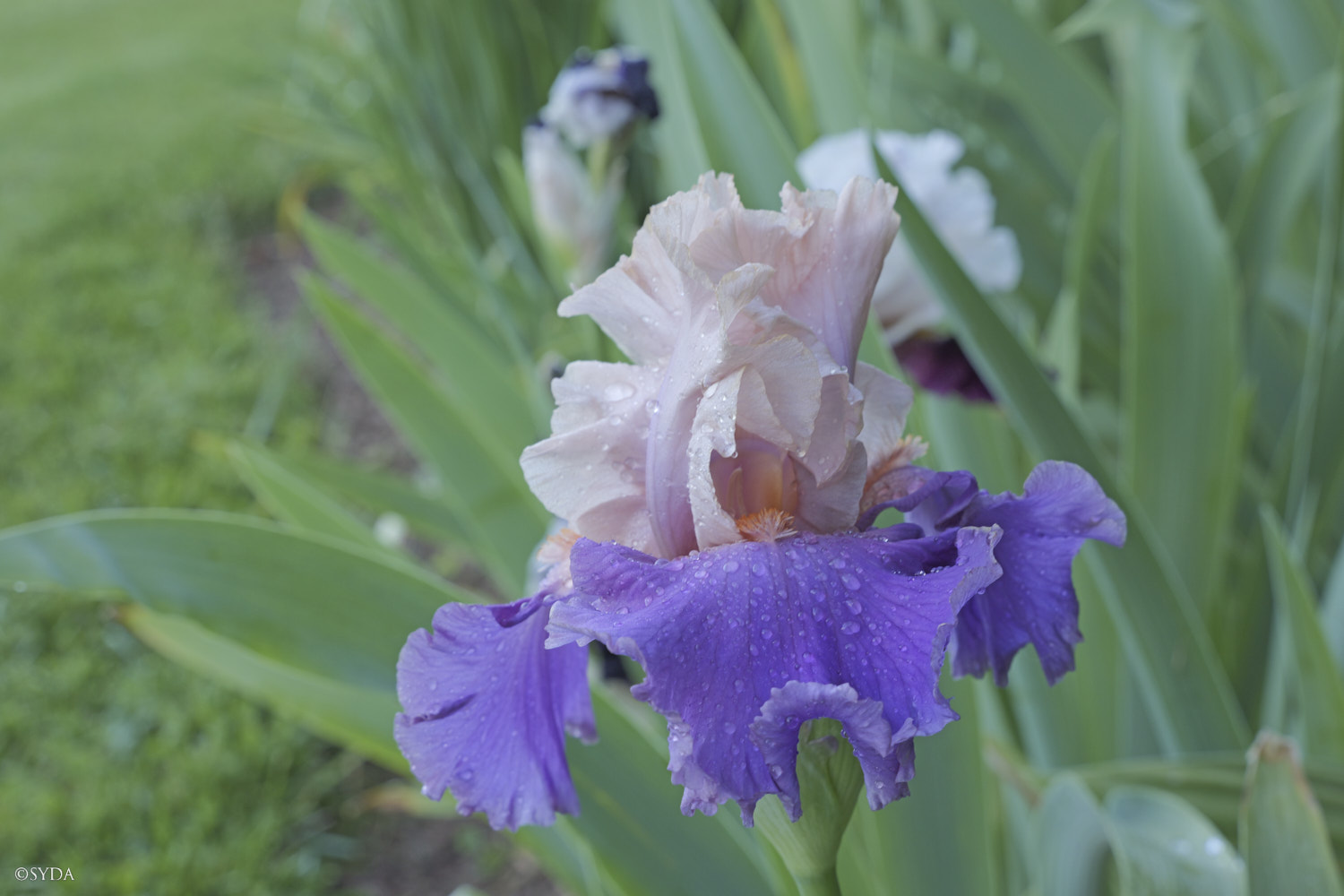 Nature Image