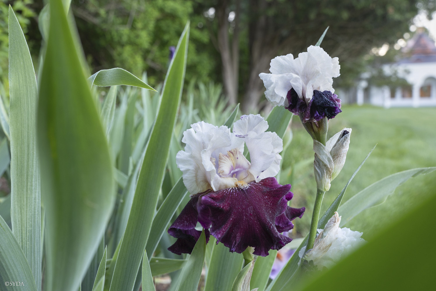 Nature Image