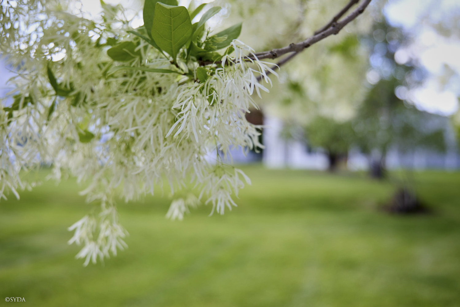 Nature Image