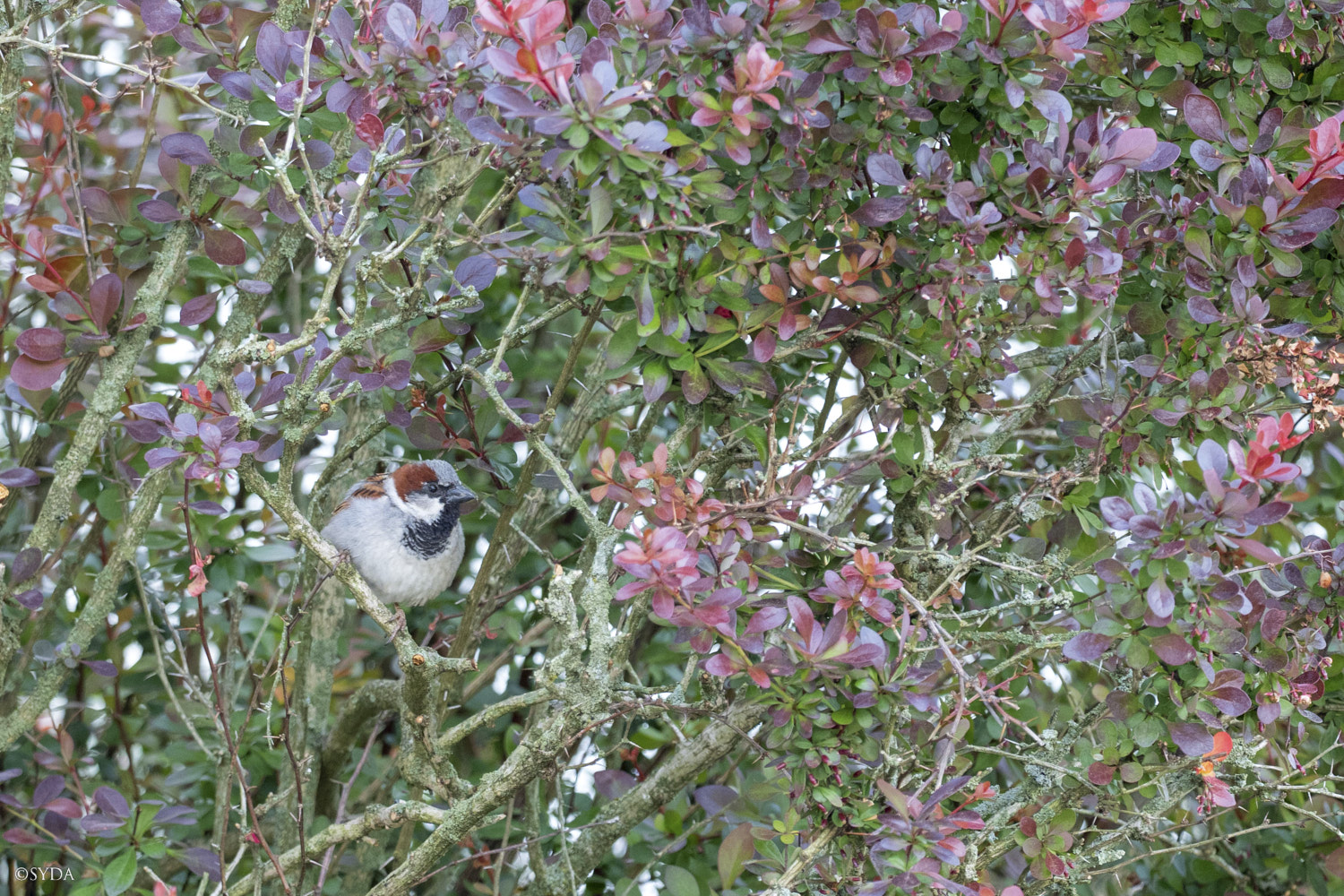 Nature Image