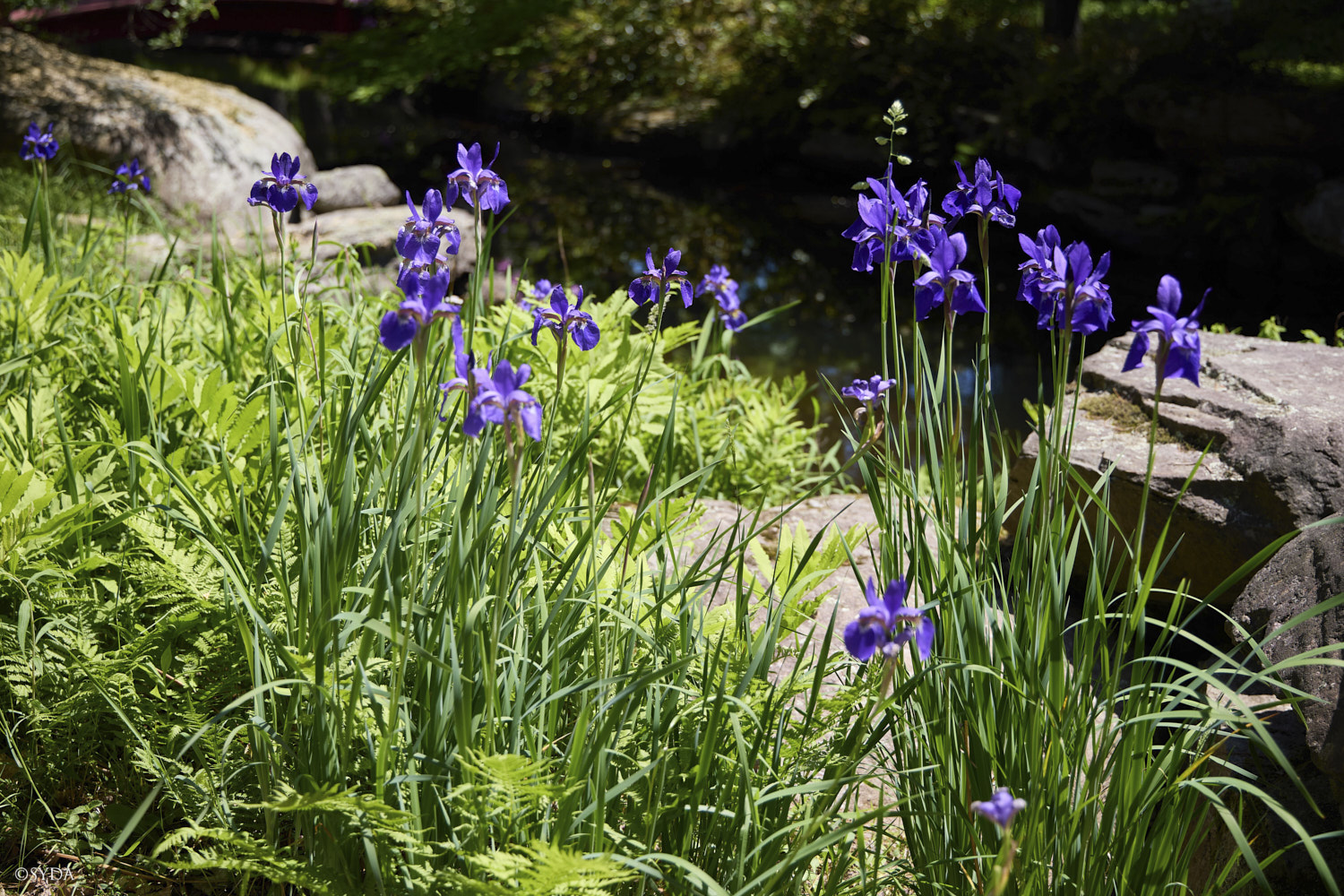 Nature Image