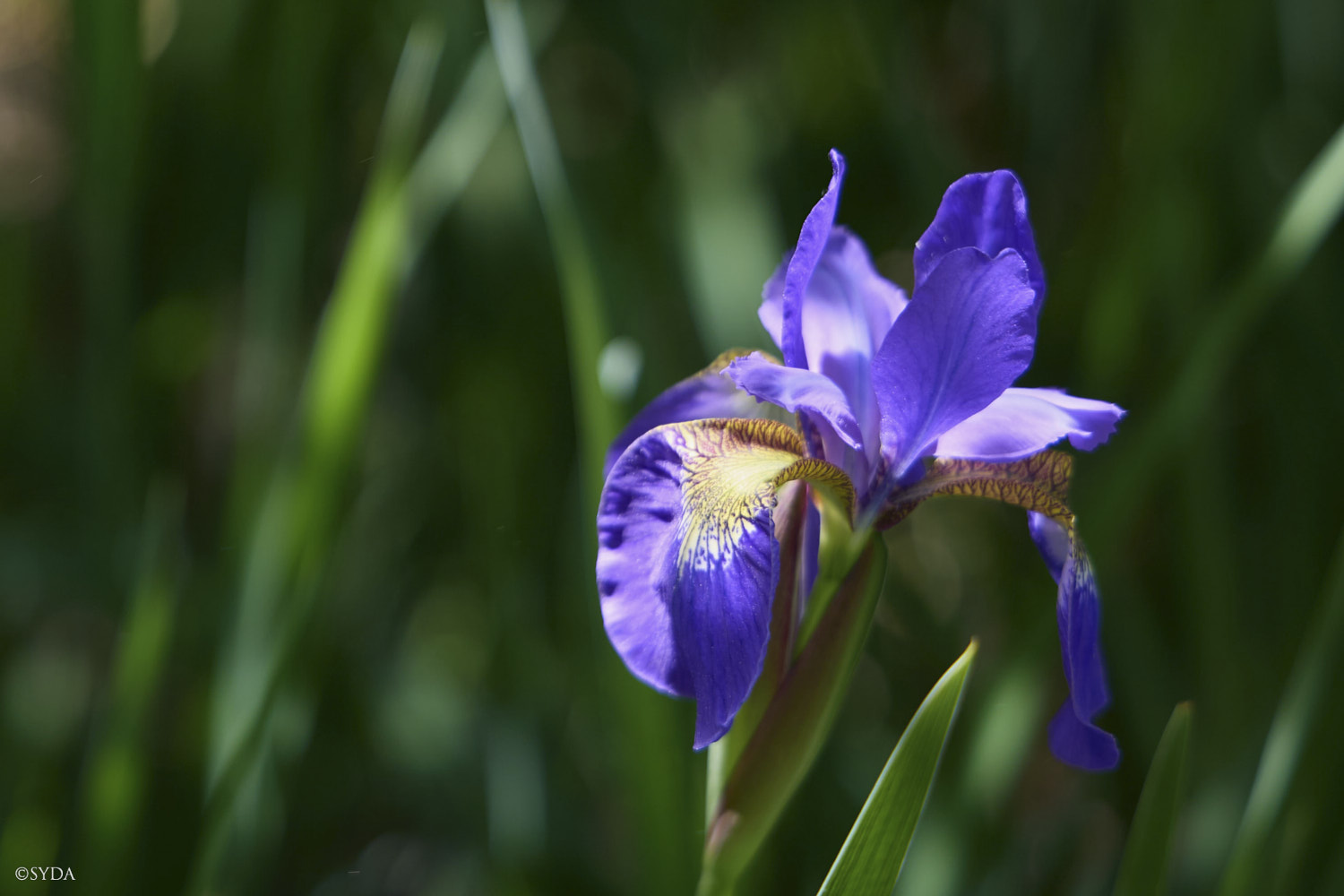 Nature Image