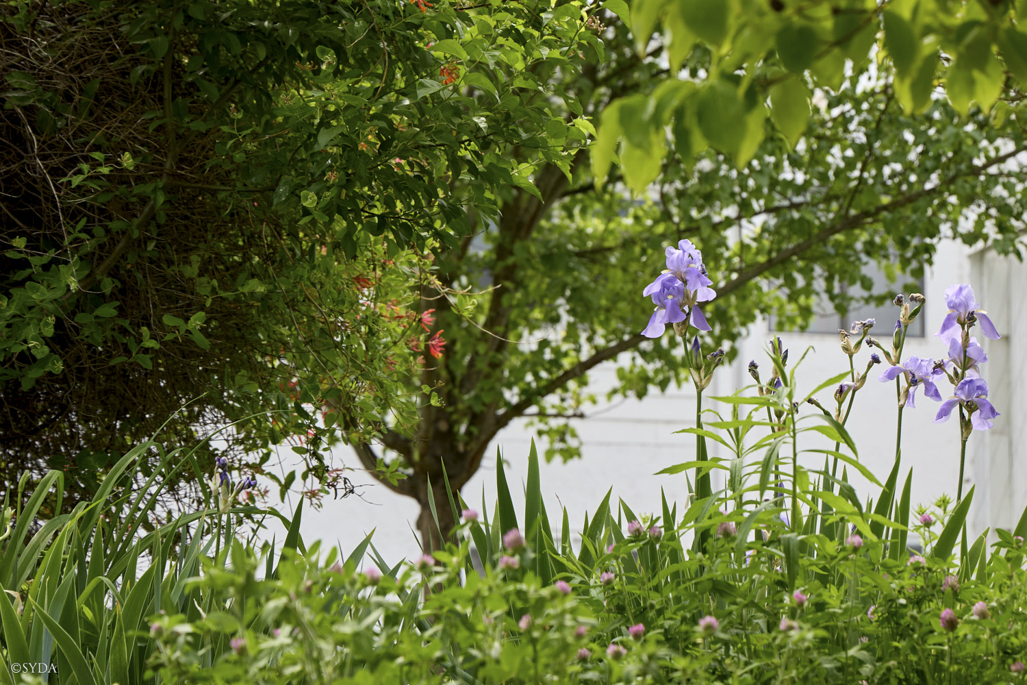 Nature Image