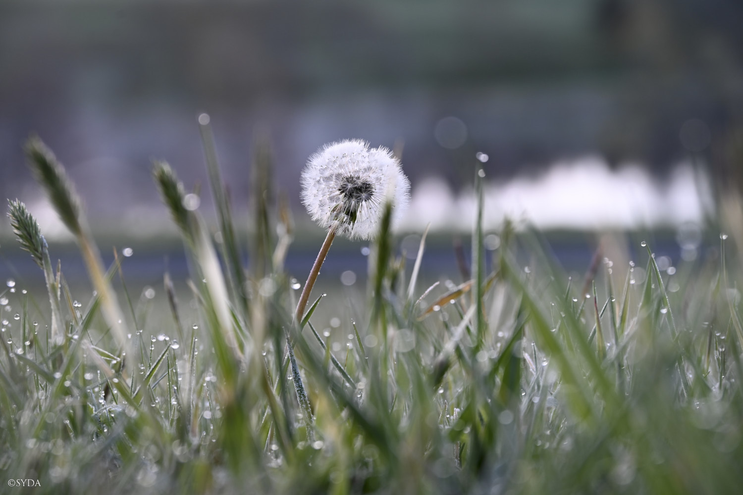 Nature Image