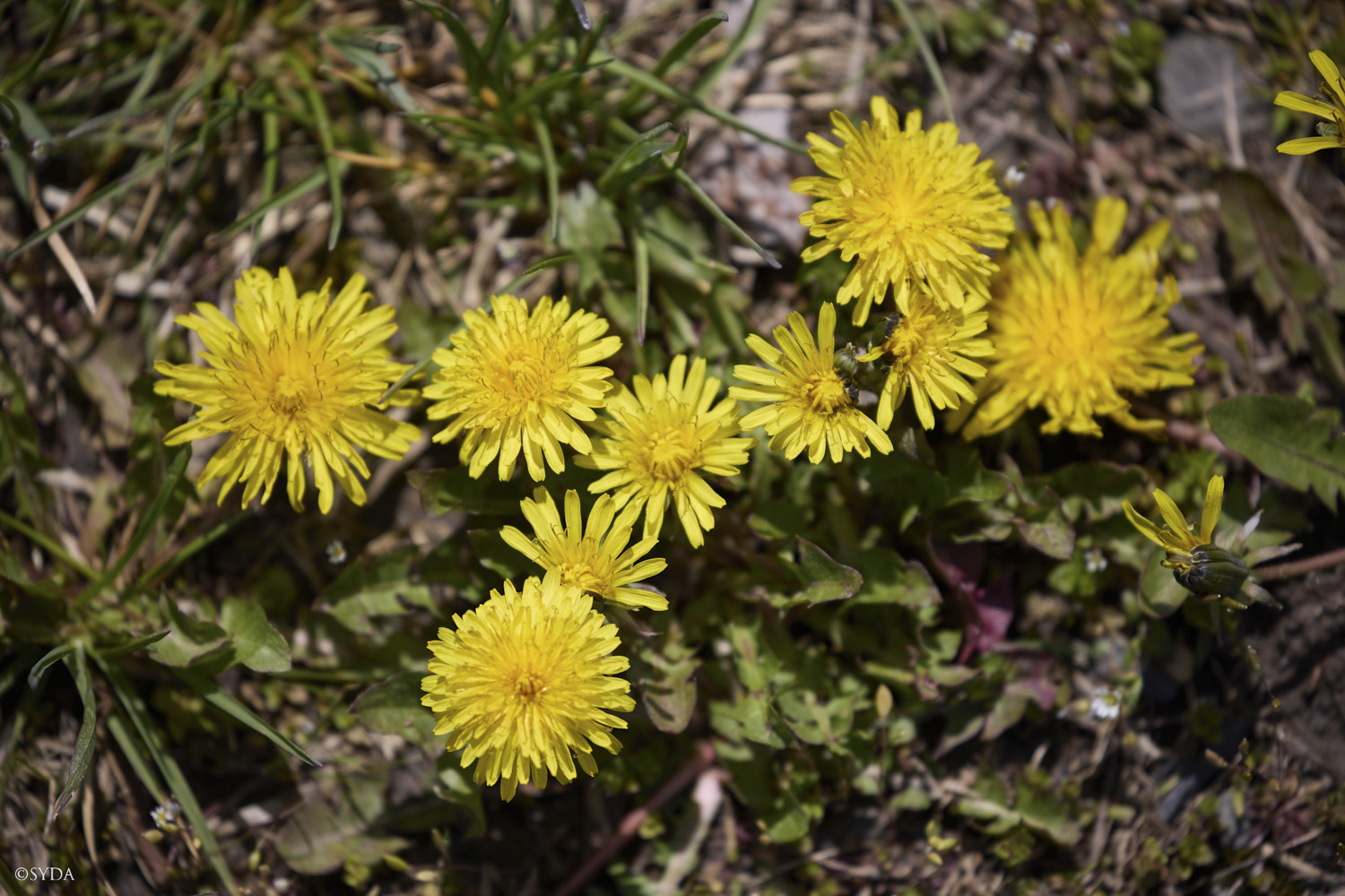 Nature Image