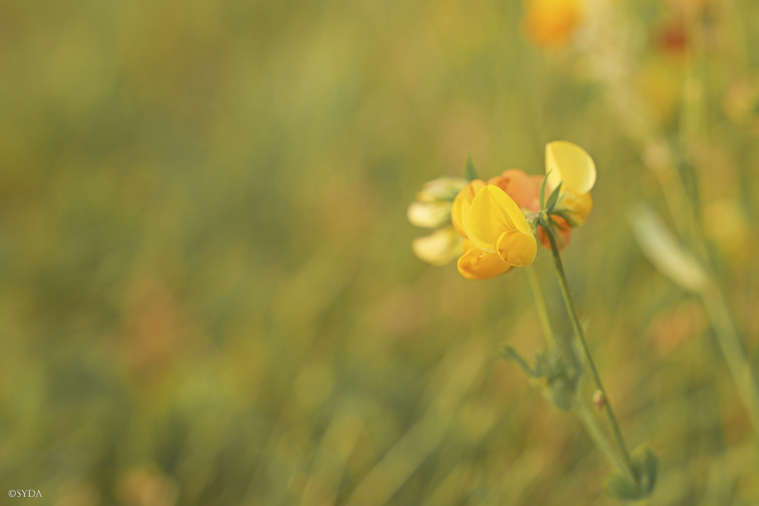 Nature Image