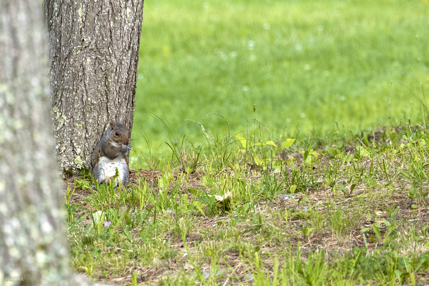 Nature Image