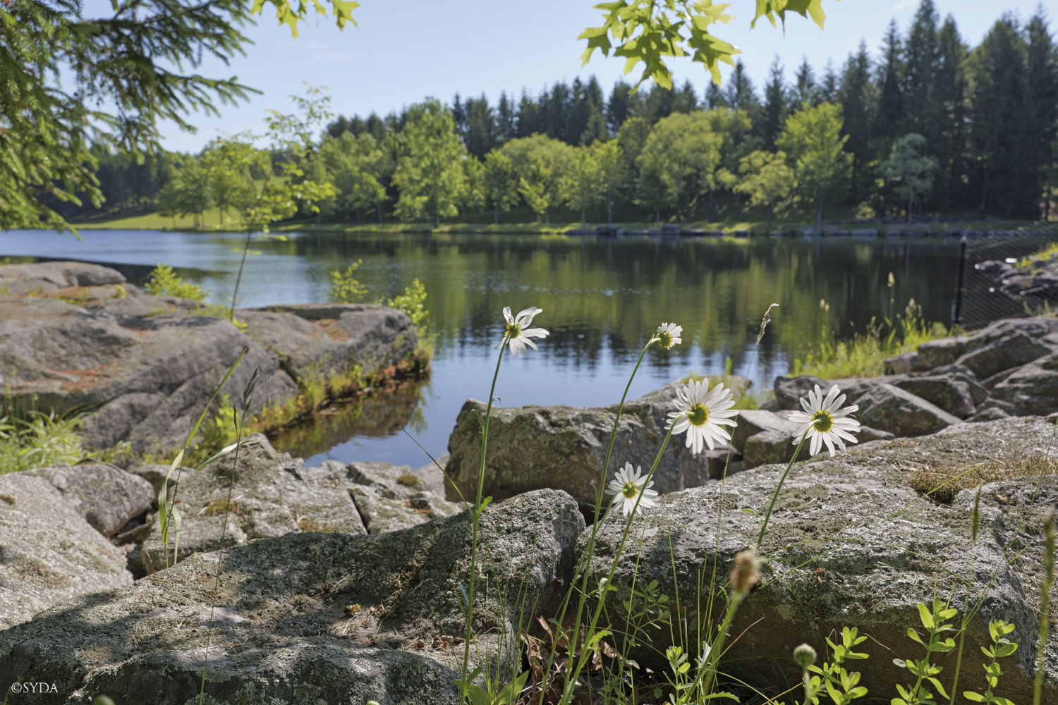 Nature Image