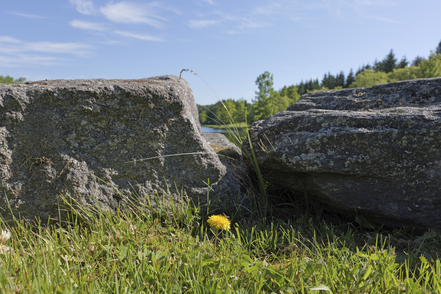 Nature Image