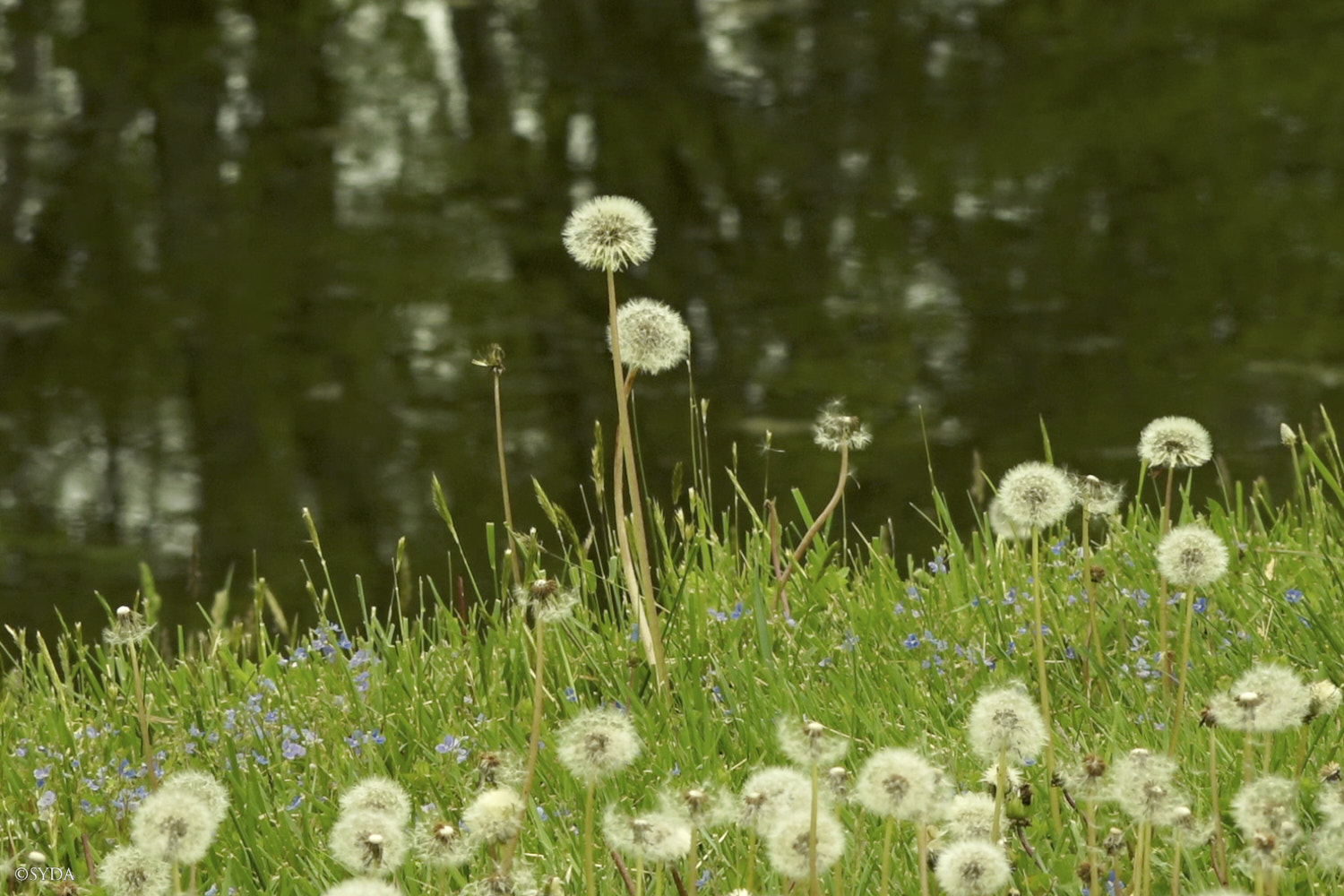 Nature Image