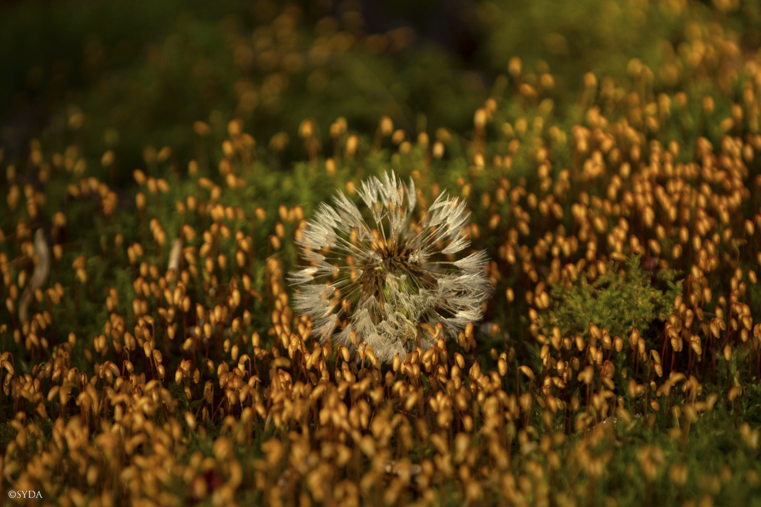 Nature Image