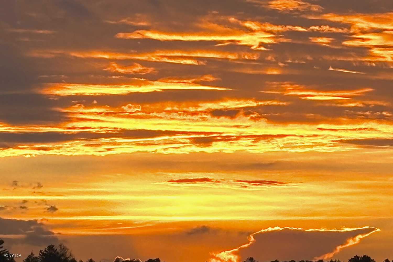 Nature Image
