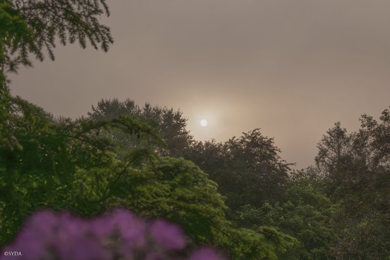 Nature Image