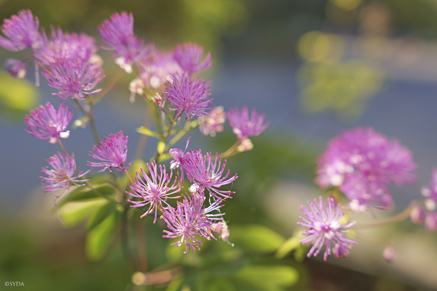 Nature Image