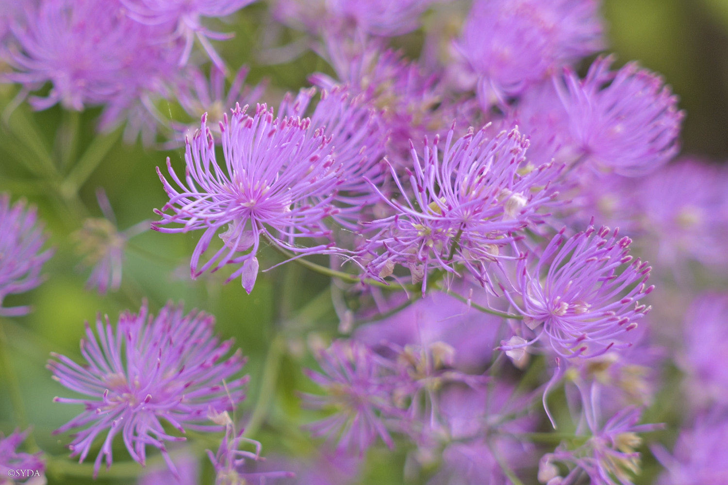 Nature Image
