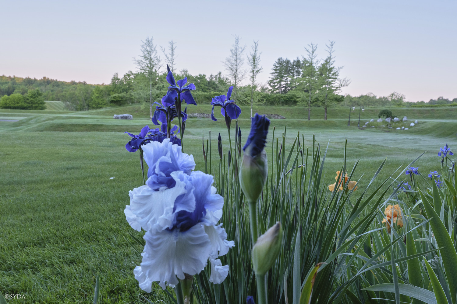 Nature Image