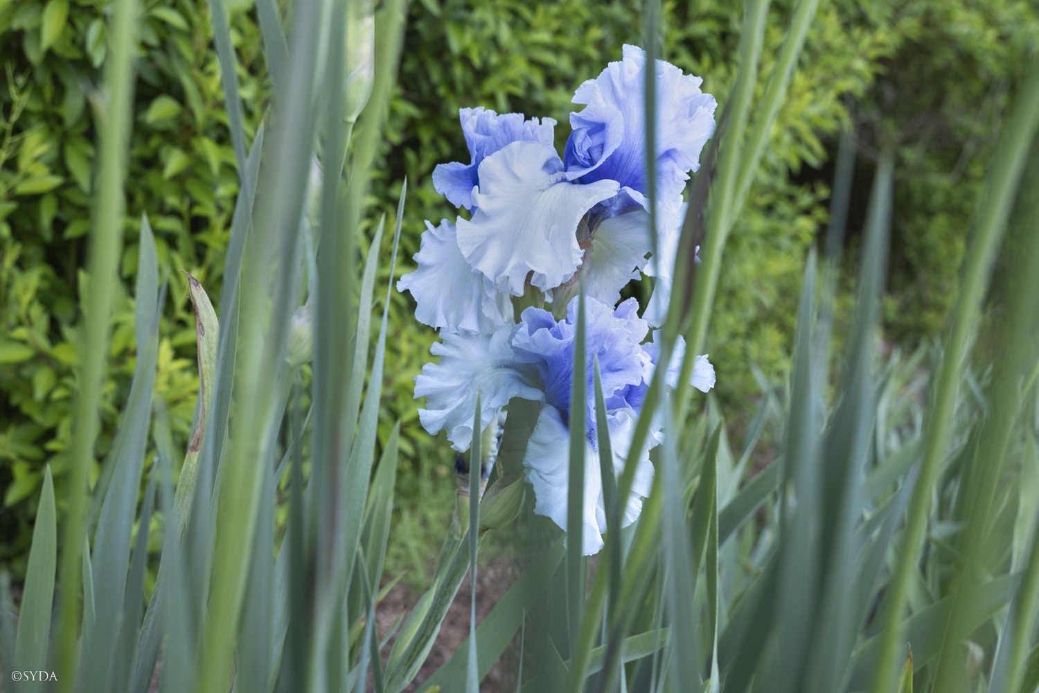 Nature Image