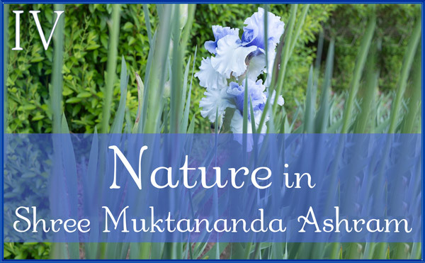 Nature Gallery IV in June in Shree Muktananda Ashram