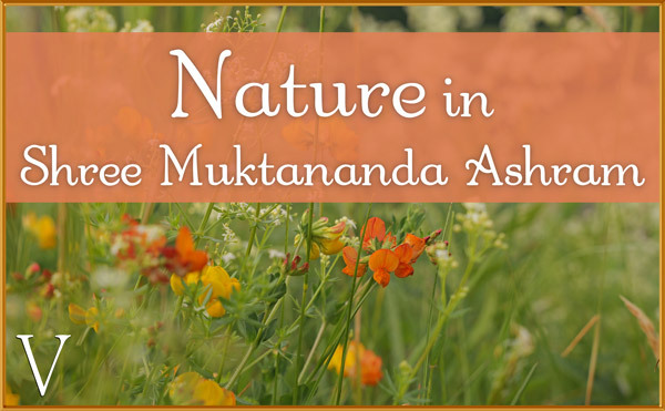 Nature Gallery V in June in Shree Muktananda Ashram