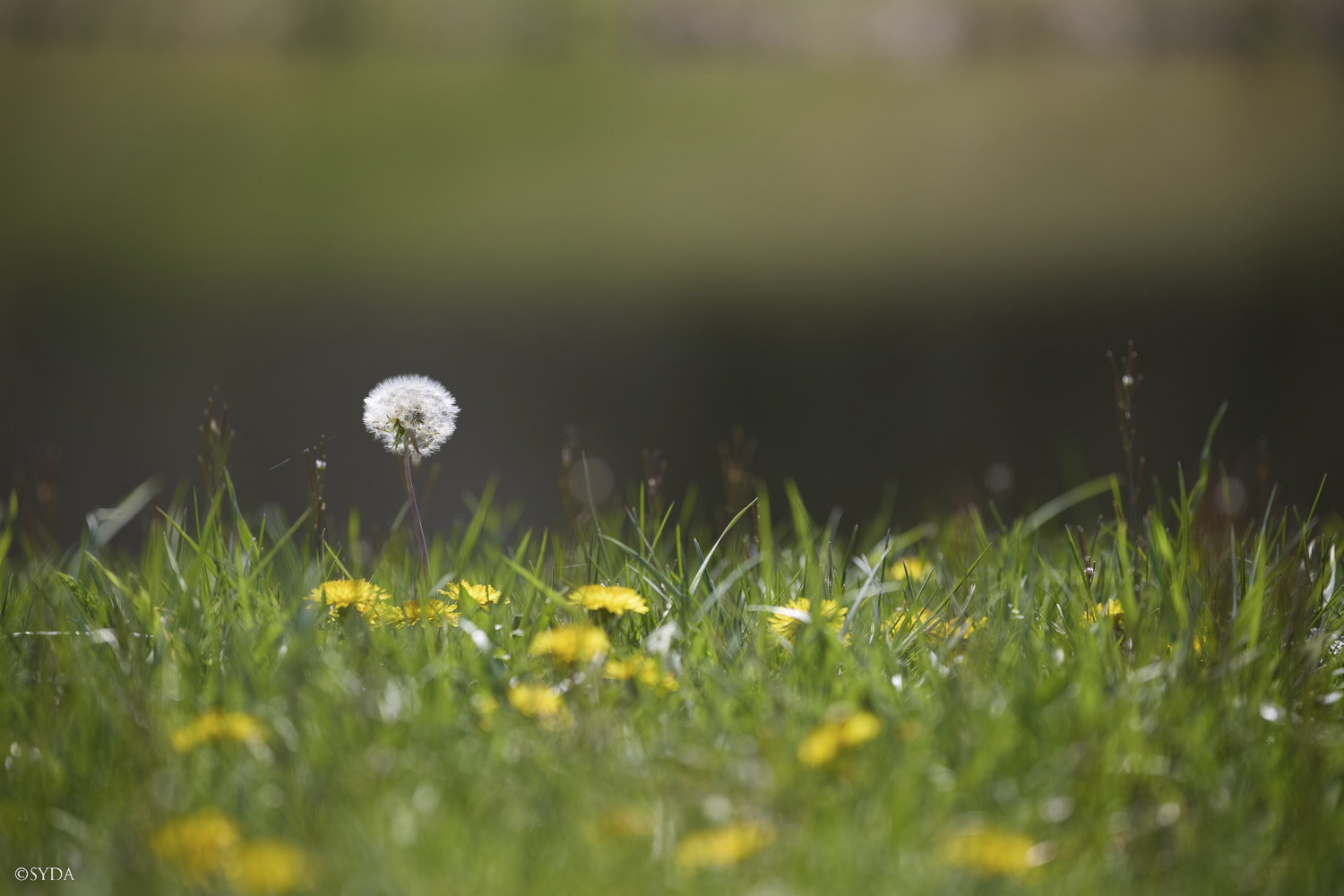 Nature Image