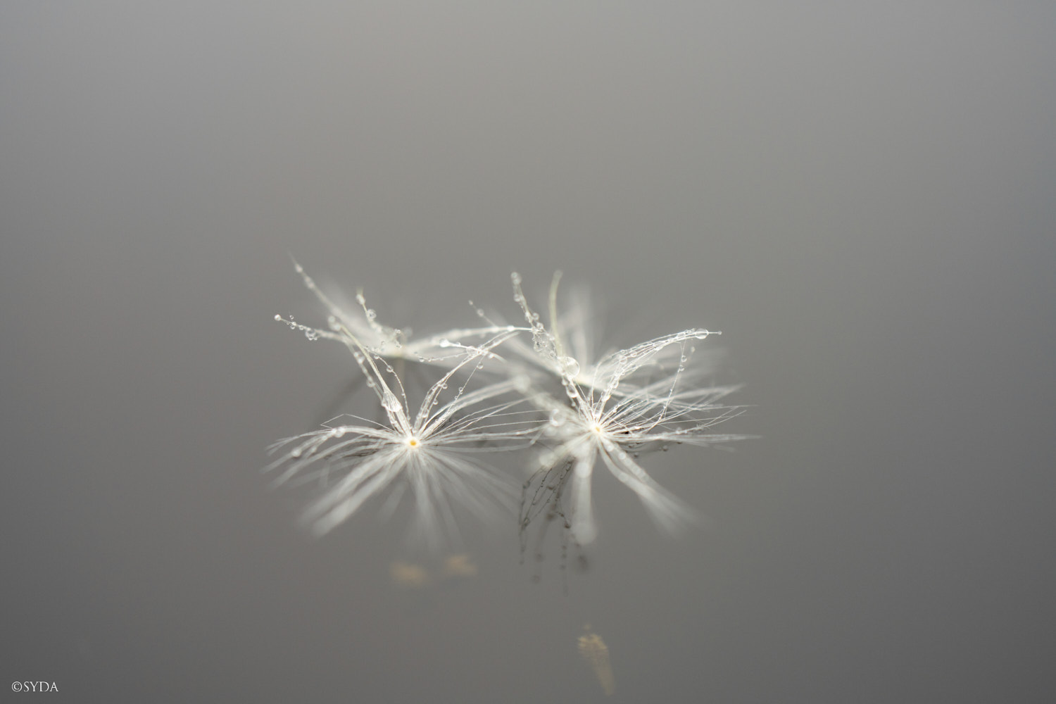 Nature Image