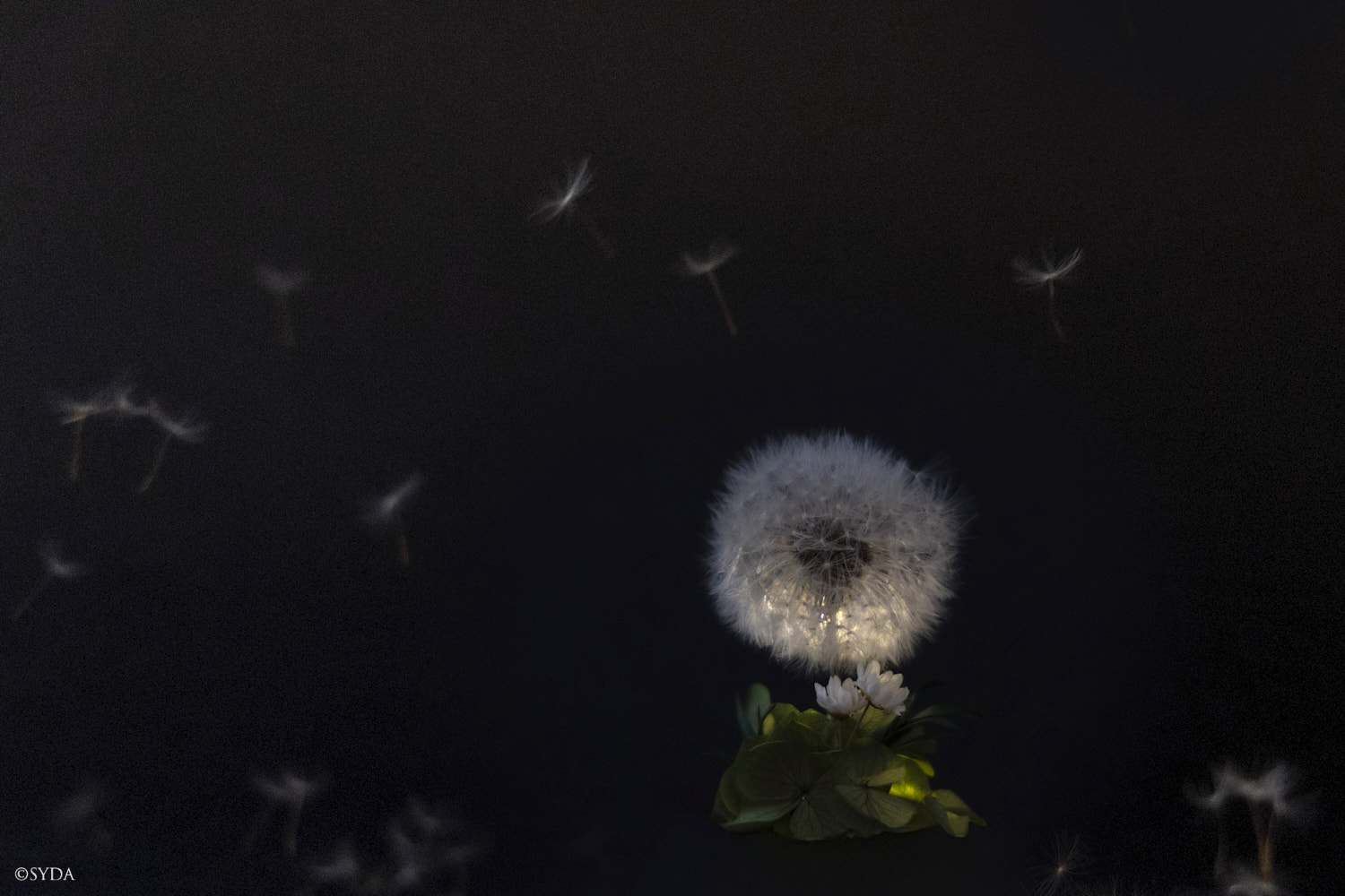 Nature Image