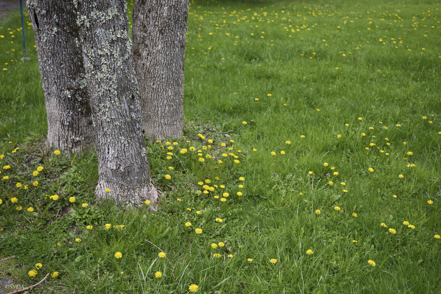 Nature Image