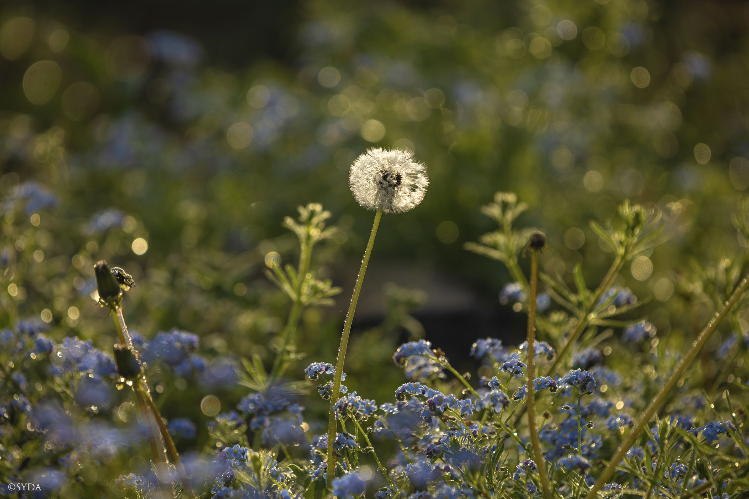 Nature Image