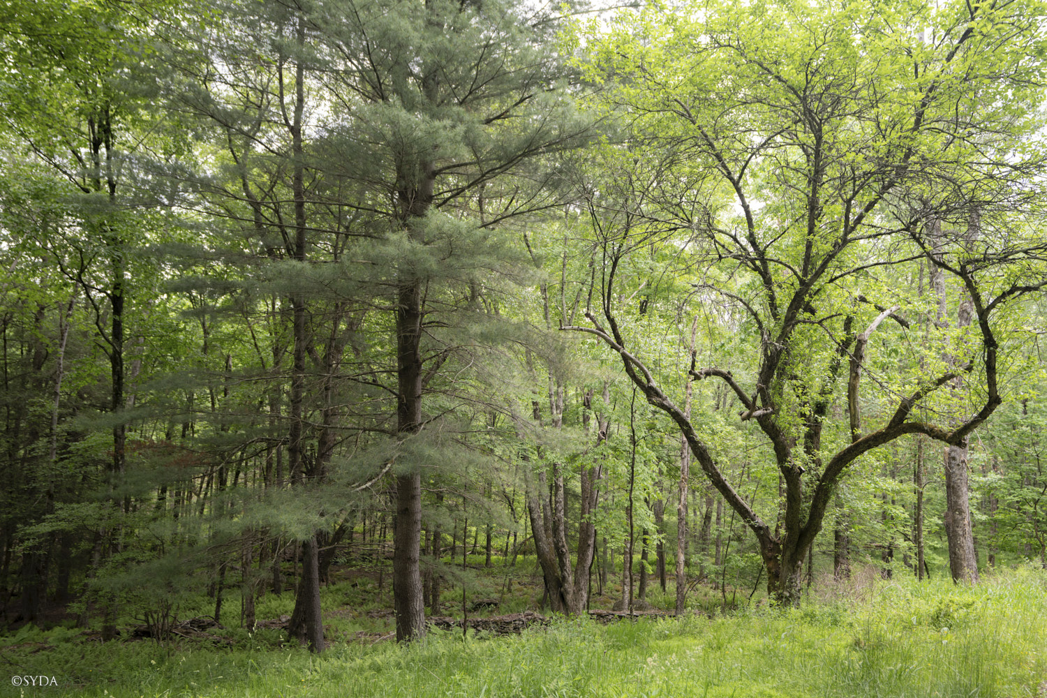 Nature Image