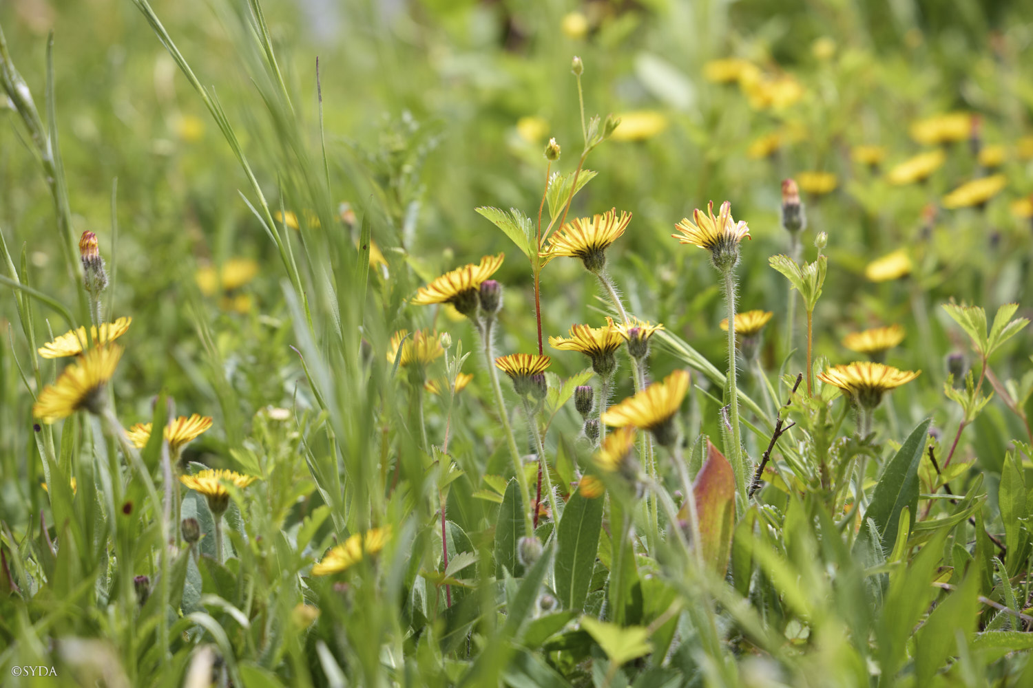 Nature Image