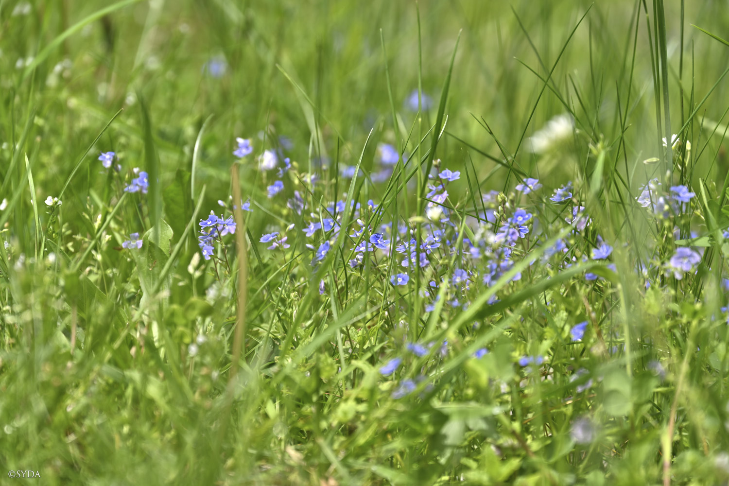 Nature Image